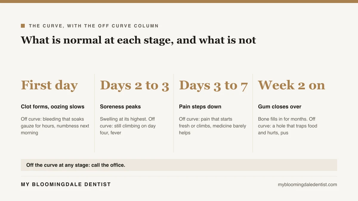 Four stage tooth extraction healing curve with an off-curve band: the first 24 hours, the peak on days two and three, the step-down on days three to seven, and the gum closing in week two while bone fills over months